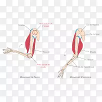 指肌关节肌肉系统