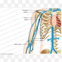 静脉腹部循环系统动脉骨盆臂