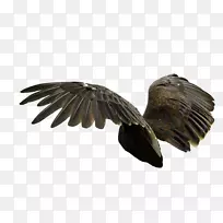 食肉鸟-秃鹫