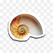 蜗牛黄金分割比Fibonacci数