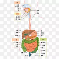 消化道消化人体消化系统解剖生理学