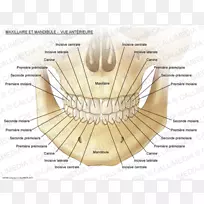 上颌下颌骨头颈解剖下颌神经-Huesos