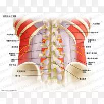 脊柱神经脊髓脊柱解剖-柱状椎体