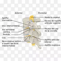 脊柱脊髓解剖腰椎-柱椎