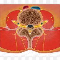脊柱横平面腰椎解剖横断面柱状椎体