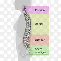 脊柱骨盆中性脊柱人后腰柱椎体