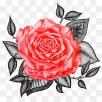 花园玫瑰，卷心菜，玫瑰花，花卉设计-设计
