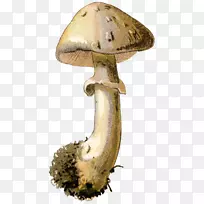 食用菌蘑菇仙女