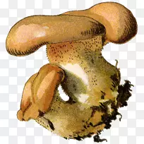 白灵菇