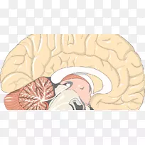 人脑人体解剖松果体-大脑