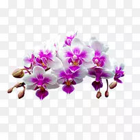 [医]飞蛾、石斛、兰花