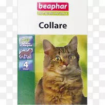 猫领狗猫