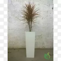 禾本科花瓶