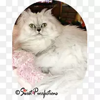 波斯猫亚洲半长毛布娃娃伯米拉拉格慕猫