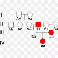 直链杂交分析ARV优势度常染色体-Baum