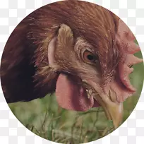 澳洲Wyandotte鸡城市鸡完美鸡肉火鸡肉