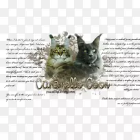 小猫须尾猫