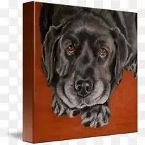 拉布拉多猎犬扁衣猎犬博伊金猎犬品种普洛特猎犬