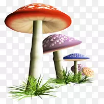 蘑菇摄影木耳剪贴画-蘑菇
