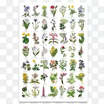 英国野花植物鉴定-英国
