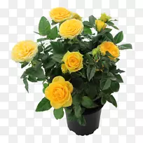花园玫瑰，黄色切花，浪漫电影-花