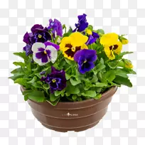 潘西花盆紫一年生草本植物.紫罗兰