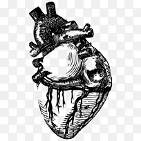 画线艺术解剖心脏夹艺术-心脏