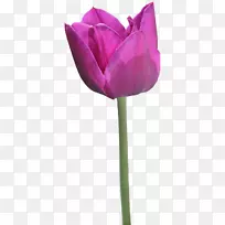 郁金香花园玫瑰-紫郁金香