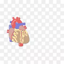 血管、大血管、心脏、人体解剖-脂肪组织