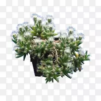 沙土玫瑰活石肉质植物-桑切维耶菌(Ppleiospilos Nelii Enelii)