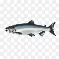 三文鱼角状鲨鱼09777海洋生物油性鱼类大马哈鱼
