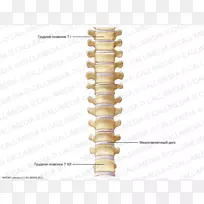 脊柱胸椎背解剖骨-骨骼