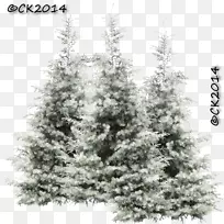 云杉、冷杉、松树、落叶松-圣诞树
