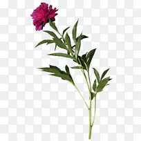 切花牡丹花盆植物茎牡丹