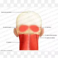 肌肉腱膜头解剖肌肉系统-鼻子