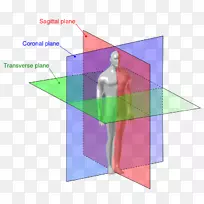 解剖平面横平面解剖矢状面冠状面