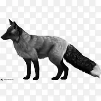 驯化红狐北极狐银狐狗北极狐