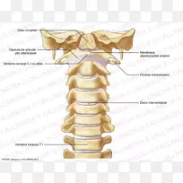 颈椎脊椎骨寰椎韧带-脊椎骨