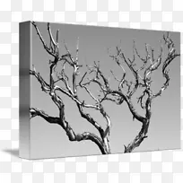 黑白抽象艺术树，树木摄影-黑白抽象