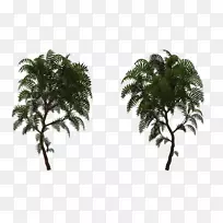 亚洲棕榈树-植物