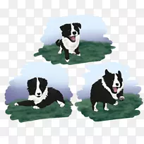 犬种：卡雷连熊，边境牧羊犬，粗糙牧羊犬-小狗