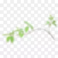 细枝植物茎叶近折草叶