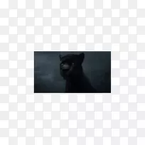 犬口鼻黑狗