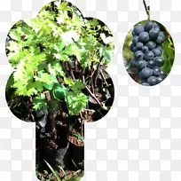 葡萄酒巴厘岛茂物花盆-葡萄