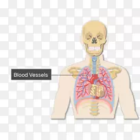 肺血管肺泡管解剖-血液