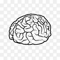 绘制人脑人体-大脑