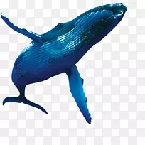 海豚钴蓝海洋生物-海豚
