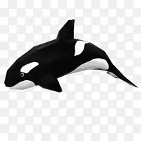 虎鲸白嘴白海豚纸鲨画鲨