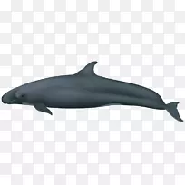 普通宽吻海豚短喙普通海豚批发图库溪粗齿海豚