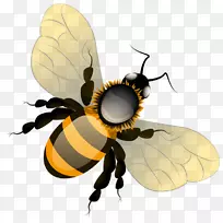 蜜蜂蝴蝶夹艺术-蜜蜂